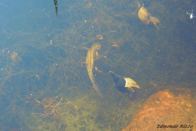 Aiuto identificazione-Lissotriton vulgaris,Triturus carnifex